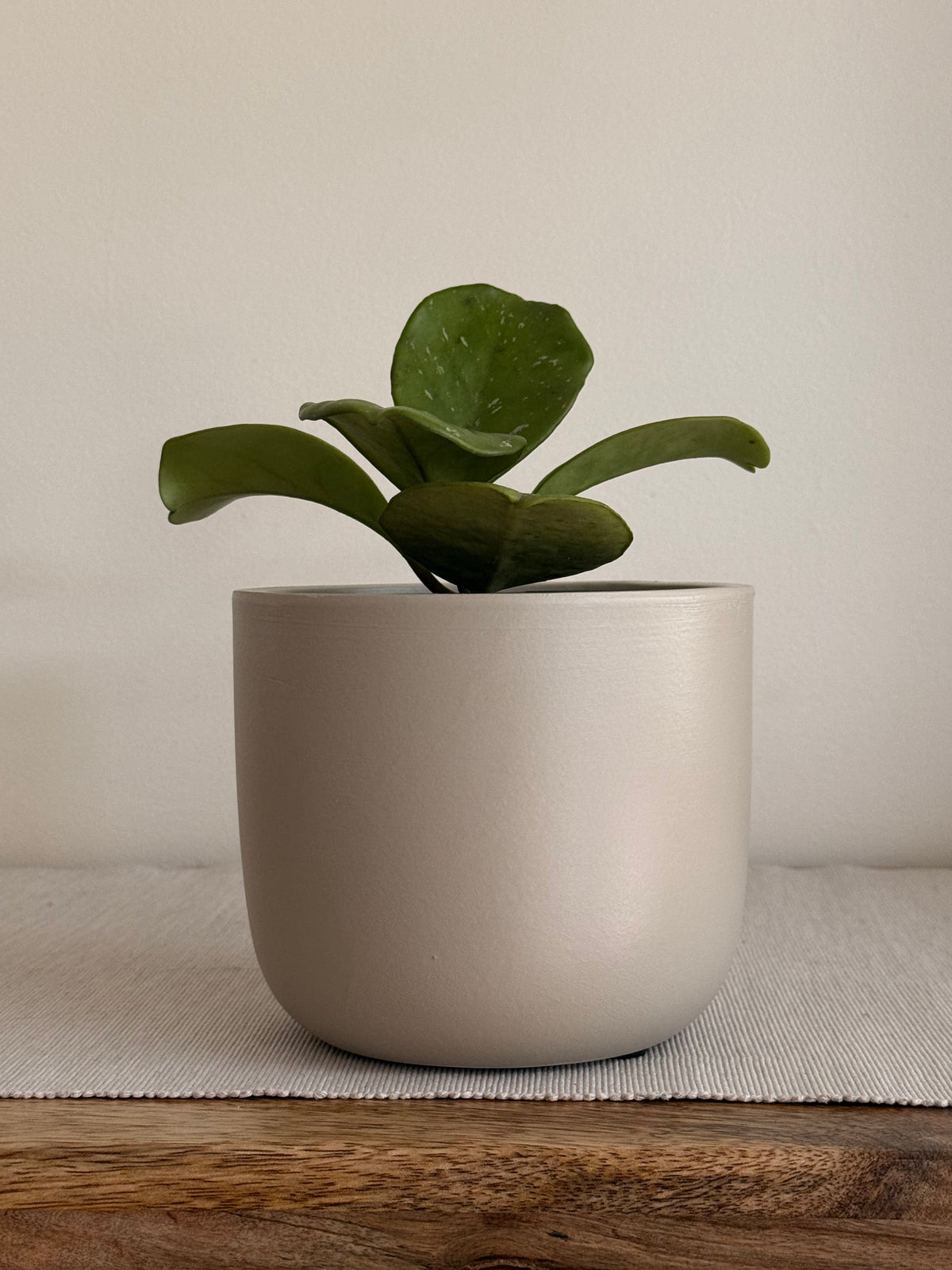 Hoya Obovata