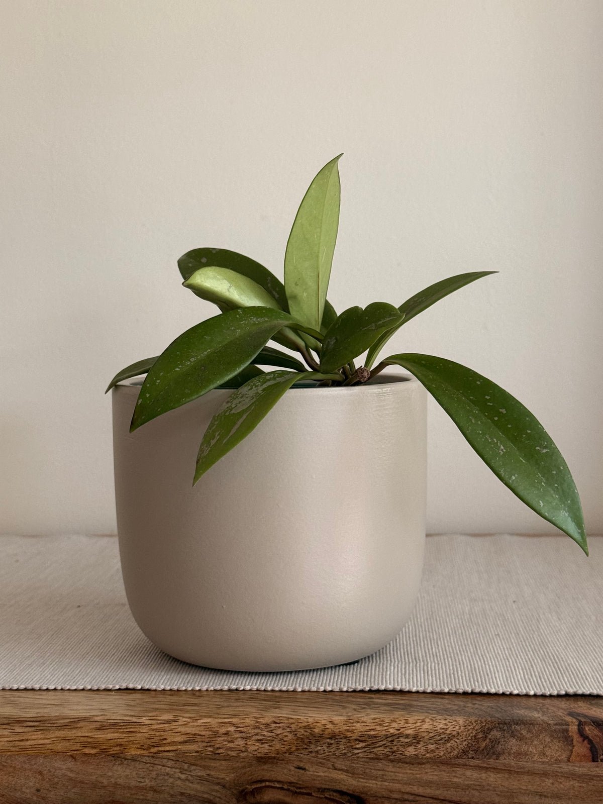 Hoya Green Exotica