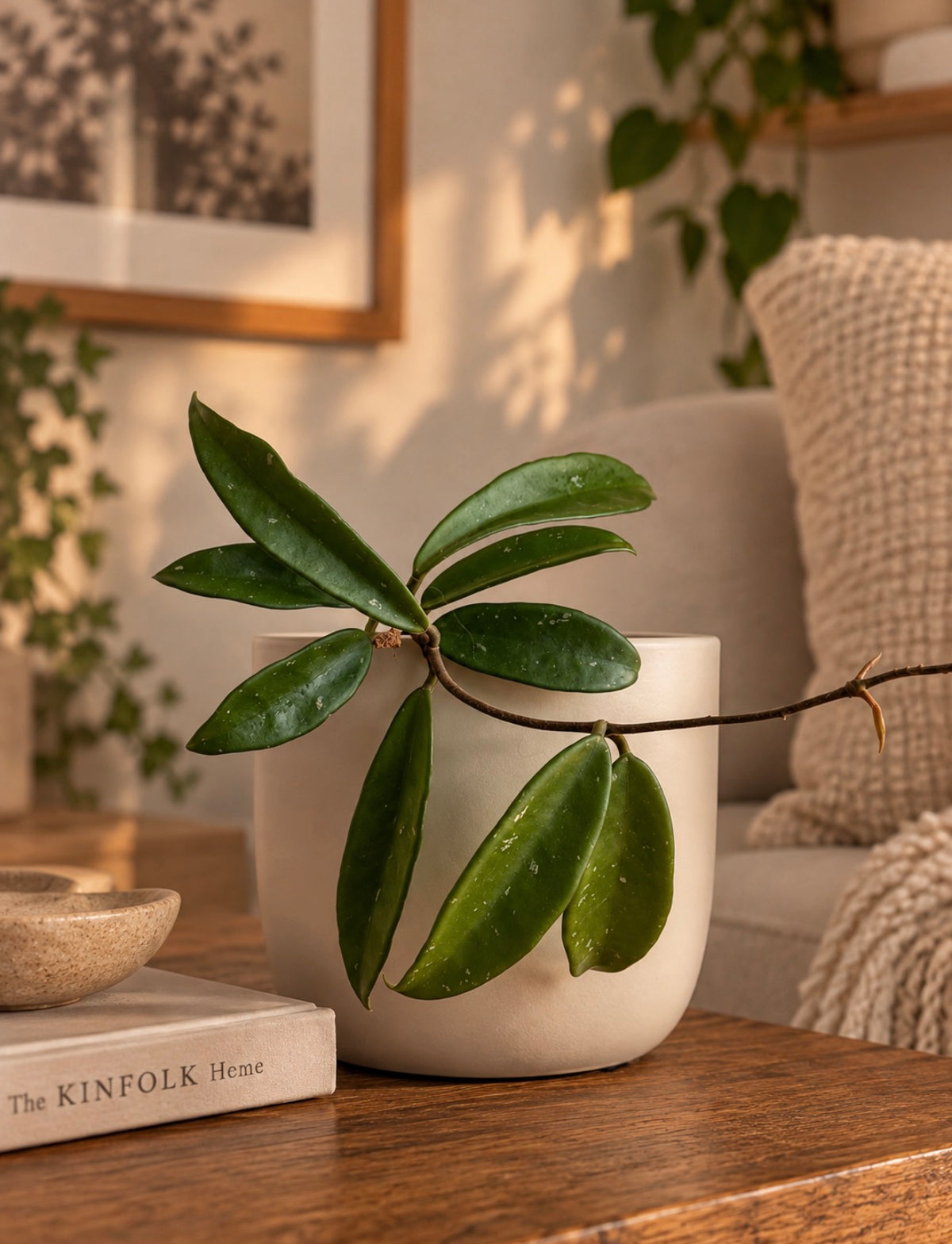 Hoya Shepherdell