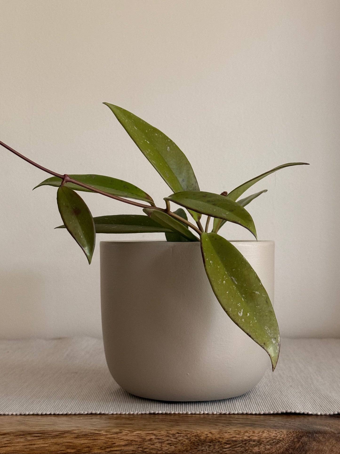 Hoya Jungle Green