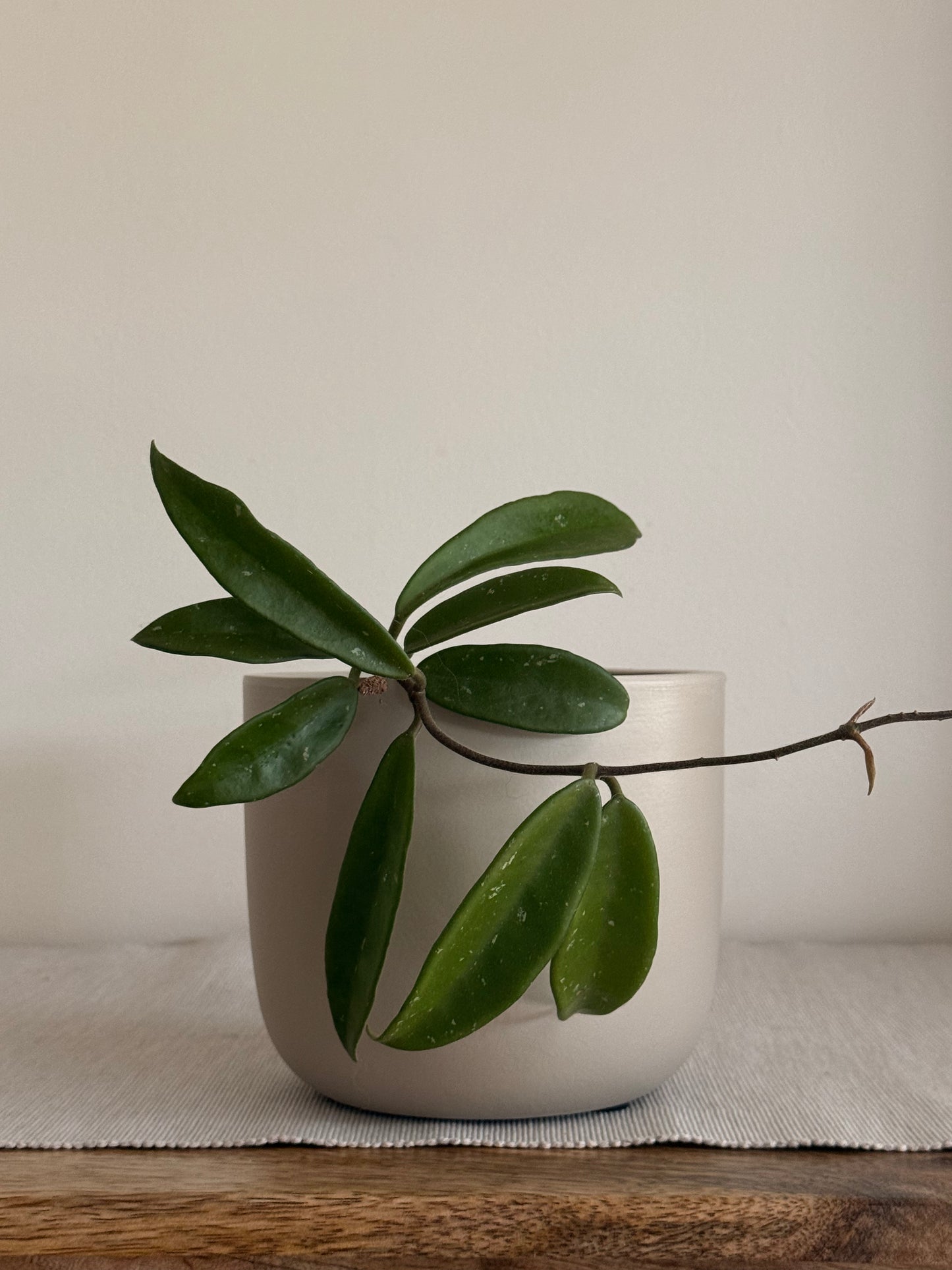 Hoya Shepherdell